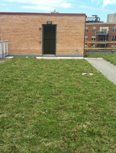 889 Radio Green Roof Planting